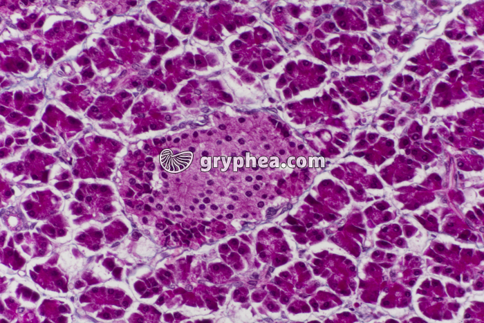 Pancréas avec ilot de Langerhans x40 - gryphea.org